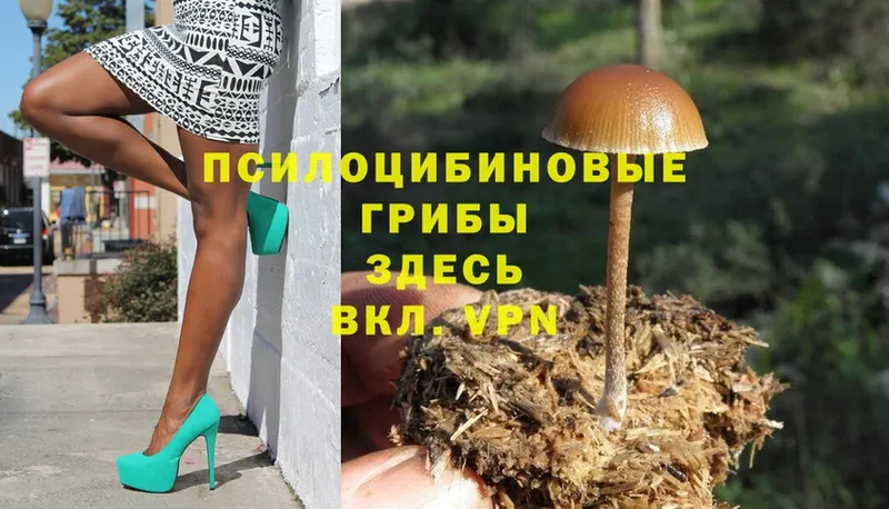 Галлюциногенные грибы Psilocybe  Киров 